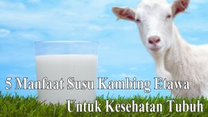 Terungkap Khasiat Susu Kambing Etawa yang Jarang Diketahui