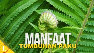 Manfaat Tumbuhan Paku