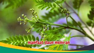 Manfaat Daun Meniran untuk Pria