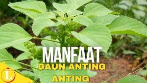 9 Khasiat Daun Anting Anting yang Jarang Diketahui