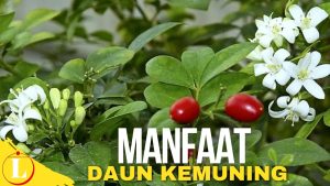 Temukan 8 Rahasia Manfaat Daun Kemuning yang Jarang Diketahui