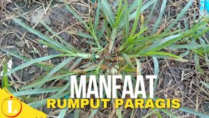 Manfaat Rumput Paragis: Temukan Rahasia Alam yang Jarang Diketahui