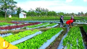 Pertanyaan yang Sering Diajukan tentang Manfaat Biologi di Bidang Pertanian