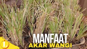 Temukan Khasiat Akar Wangi yang Jarang Diketahui