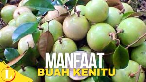 Temukan Manfaat Buah Kenitu yang Jarang Diketahui