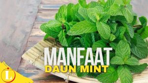 Temukan Manfaat Langka Daun Mint yang Jarang Diketahui!