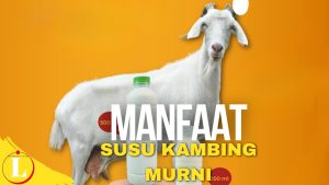 Temukan Manfaat Susu Kambing Murni yang Perlu Anda Ketahui