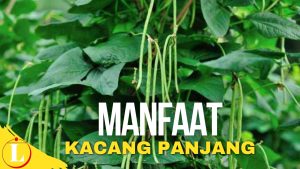 Manfaat Kacang Panjang: 10 Khasiat Tersembunyi yang Jarang Diketahui