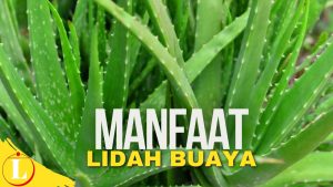 Manfaat Lidah Buaya yang Jarang Diketahui, Wajib Dibaca!