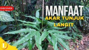 Temukan Manfaat Akar Tunjuk Langit yang Belum Banyak Diketahui