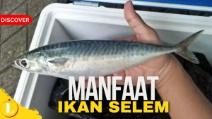 Temukan Manfaat Ikan Salem: 7 Keunggulan Tak Terduga yang Perlu Anda Ketahui