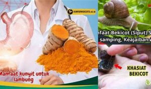 Temukan Manfaat Bekicot untuk Lambung yang Jarang Diketahui