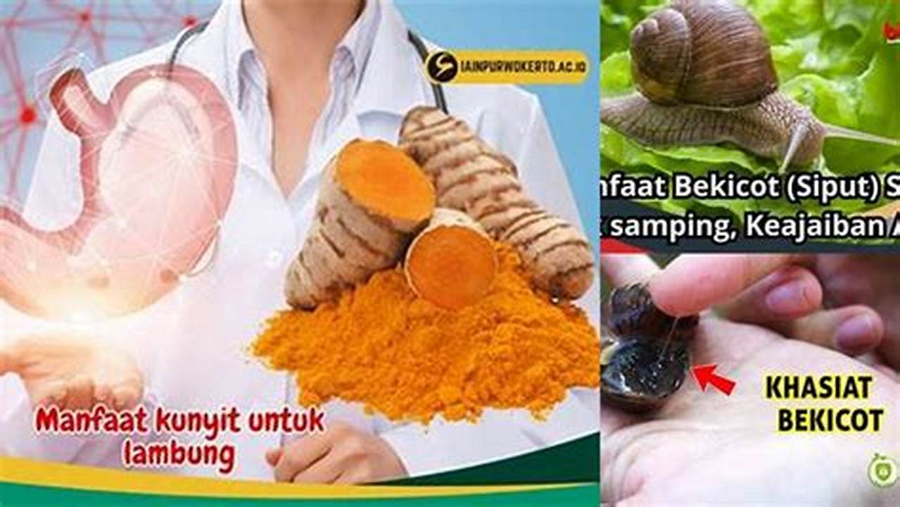 Temukan Manfaat Bekicot untuk Lambung yang Jarang Diketahui