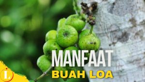 Terungkap Manfaat Buah Loa yang Jarang Diketahui