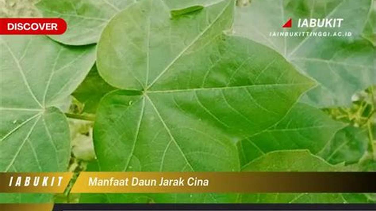 Temukan Khasiat Daun Jarak Cina yang Jarang Diketahui