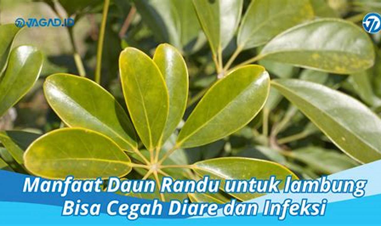 Temukan 10 Manfaat Daun Randu untuk Lambung yang Belum Diketahui!