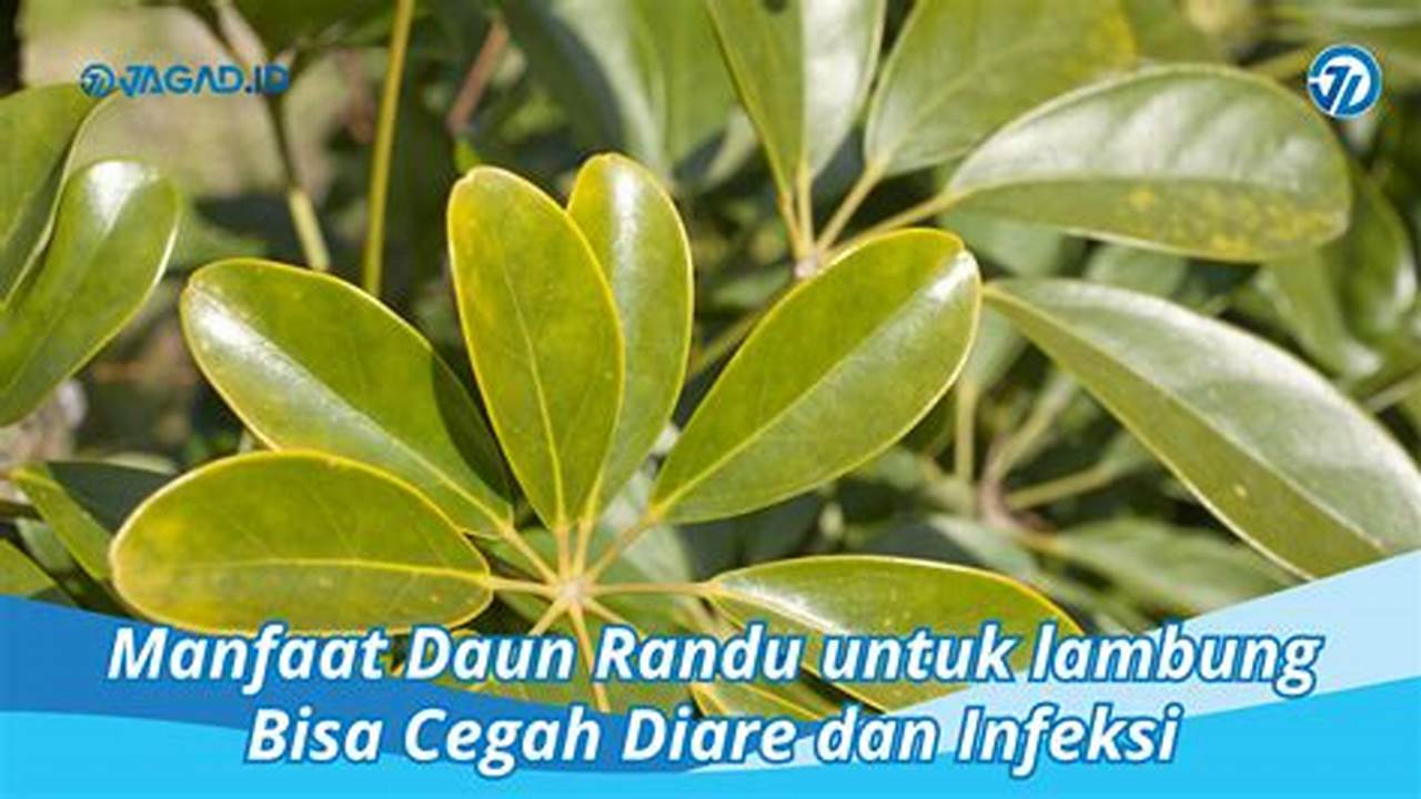 Temukan 10 Manfaat Daun Randu untuk Lambung yang Belum Diketahui!