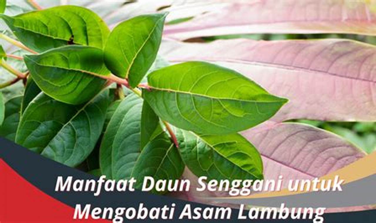 Temukan 9 Manfaat Daun Senggani untuk Asam Lambung yang Jarang Diketahui