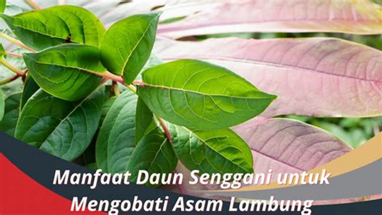 Temukan 9 Manfaat Daun Senggani untuk Asam Lambung yang Jarang Diketahui